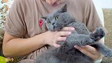 用舌头舔猫会发生什么？猫：求求你做个人吧！
