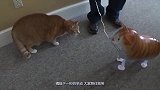 橘猫的日常秀逗表演，宠物搞笑视频