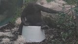 大猩猩你是要打鼓吗，坐在桶上使劲的敲