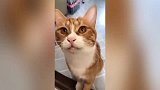 橘猫：非要我对你展示失望的眼神，你才懂吗
