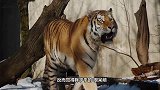 看看真正的东北虎有多大？要不是镜头拍到，谁能想到如此霸气！