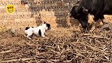 狗：我可是斗牛犬，专门儿斗牛的