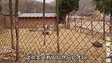 3岁宝宝第一次见到小羊羔，城市里住的缺陷，宝妈呼吁多环境教养