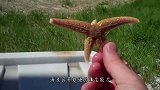 这种虾会将海星“圈养”，把腕足吃掉后，待海星再生后循环食用！