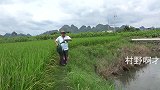 农村野河里现抓现烤的小鱼干，无任何添加剂，网友们有输要的吗