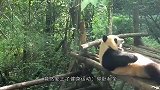 饲养员把大熊猫当白菜晒，其中一只吸引众人目光：生着生着没墨了