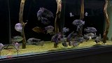 这口鱼缸够狠，都是猛鱼，观赏鱼玩家够土豪，鱼缸需要放在别墅里