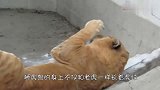 狮虎兽和老虎打架，没想到却输的这么惨，真是徒有其表啊！