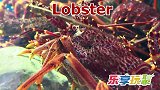 乐享动物乐园带你认识习惯在夜间产卵的海龟