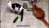 科普一下：为什么凶猛的猫科动物会害怕黄瓜？