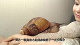 女子发现养的蜗牛不对劲，不停的吐“珍珠”，网友：这哪是珍珠啊