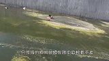 流浪狗前腿受伤，后腿残疾，淋着雨在马路中央一动不动！