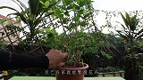 花卉完全不用买，和朋友讨根枝条就能繁殖，教你方法