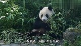 最给动物园省钱的熊猫，自从种了这棵树，竹子都省了