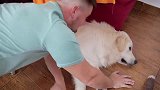 金毛：我就猜到你不会让我睡个安稳觉的