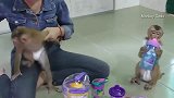 养两只这样调皮的 猴子是一种什么样的体验，主人会不会迟早疯掉