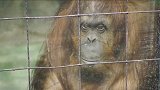 全球首例！33岁猩猩被法院赋予自由权 结束动物园禁闭生活