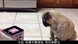 主人这是啥，吓我一跳，能不能好好玩