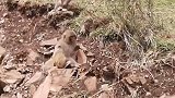 自驾西藏路上，路旁有很多野生的藏猕猴，行车注意安全