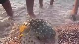 河豚在沙滩上鼓气，男子按压河豚吐出一口水