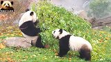熊猫圆梦和妈妈坐在青草地上吃播，好像一幅美丽的油画