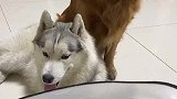 狗狗不会说话，但是能感知身边的一切