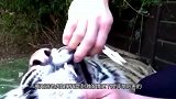 饲养员展现什么叫虎口拔牙，接下来的画面，让人大跌眼镜！