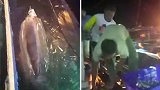 印尼：一头鲸鲨张开嘴向水上的渔民讨要食物