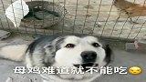 狗狗想吃鸡肉，还跟主人理论，犟嘴的样子可爱了
