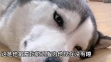 闪电生气了，肉干都不吃了