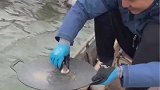 男子海上煎鱼没布洗锅，竟拿河豚来洗锅