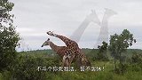 两只袋鼠互看不顺眼，隔着围栏“互撕”，画面滑稽又搞笑！