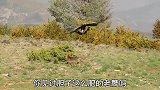 金雕妄图捕杀狐狸，狐狸突然变脸，“怒气值”直线飙升