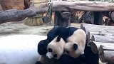 熊猫：打架归打架，你别扯我毛行吗！