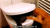 我感觉这猫离绝育不远了