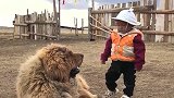 爸妈出门放羊了，孩子就交给藏獒保护，这货真是个好管家！