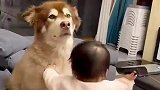 大狗狗每天被迫带娃，你看它被折磨得