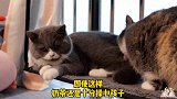 铲屎在看小奶猫的视频，猫妈妈以为小奶猫被抢了上来就要抢手机！