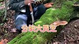 大块灵芝，今天发财了！#灵芝 #大自然的搬运工