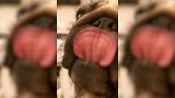 巴哥总是喜欢伸舌头的原因你知道吗