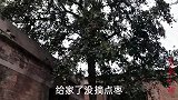 秋天到了，热情好客的奶奶让我去她家摘枣，简单又朴实的农村生活