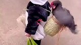 大叔大妈抢着给他塞食物，一圈下来满载而归
