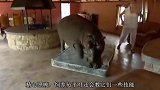 狮子准备捕食河马，不料反遭河马咬住脑袋，看上去可惨了