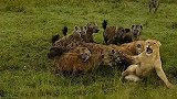 肯尼亚：十几只鬣狗围捕一只母狮，四只同伴前来相助结局反转