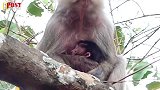 刚生了猴宝的母猴抱着小猴坐在树上，孤独无助的眼神让人好心疼