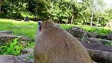 猴妈终于找到食物了，可惜心肝宝贝不见了
