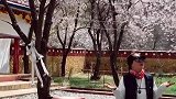 波密倾多镇的一个寺庙里下起了桃花雨