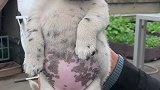 小花猪初养成，它可能一辈子都以为自己是白色
