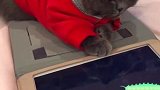 贪玩的毛孩，作业还没做呐