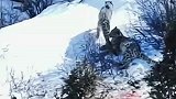 牧民拍下罕见珍贵的一幕，三只雪豹同框捕食一头成年牦牛